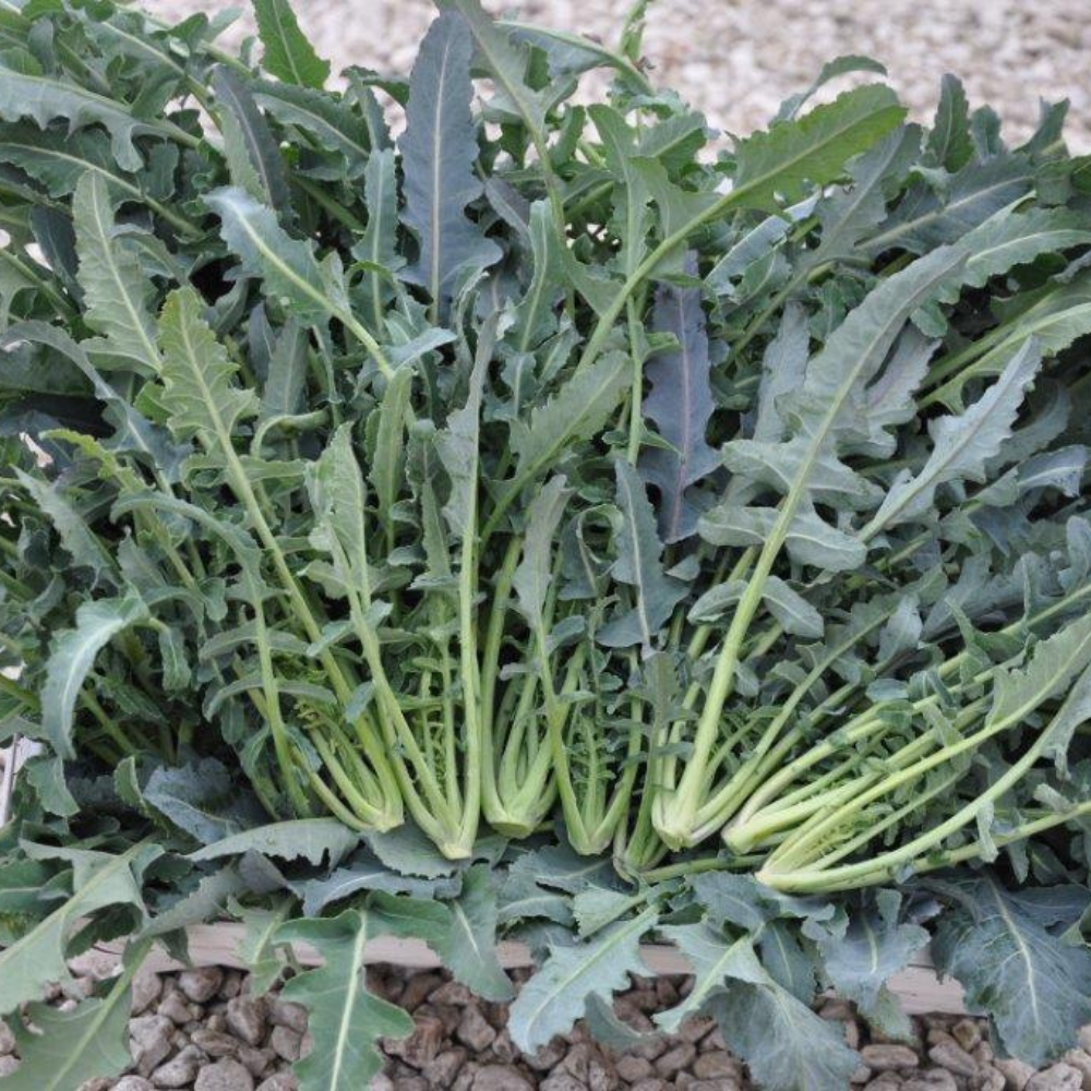 
                      
                        FILIUS ex #SM4.54 BROCCOLO FIOLARO DI CREAZZO SEEDS | smarties.bio
                      
                    