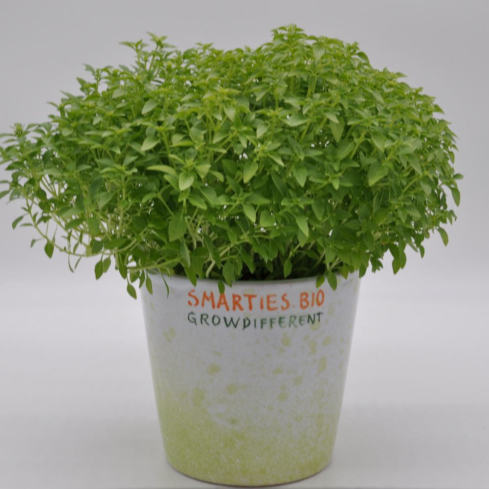 #SM480 GREEK BASIL SEEDS | Smarties.bio