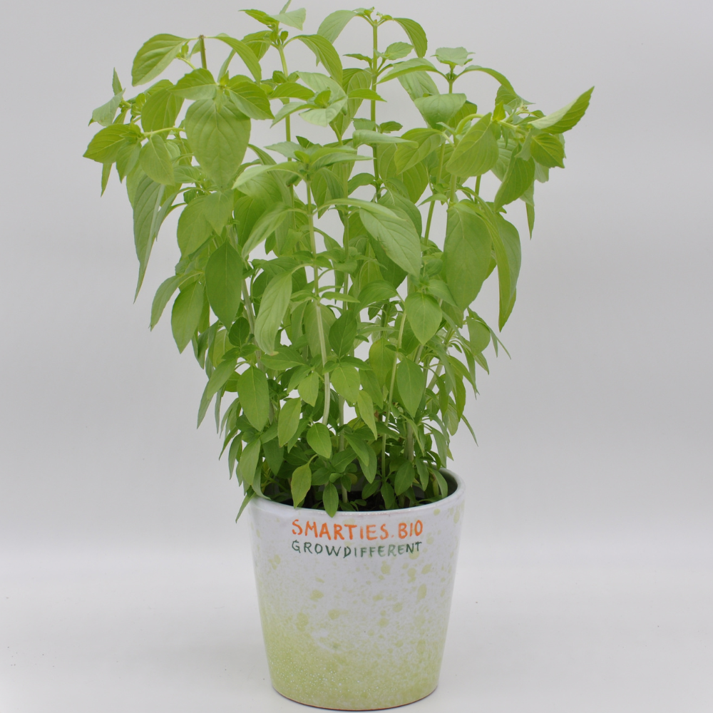 #SM483 LEMON BASIL SEEDS | Smarties.bio