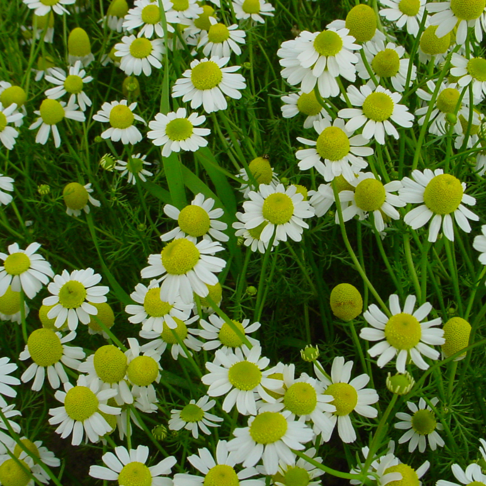 XS325 CHAMOMILE SEEDS | Smarties.bio