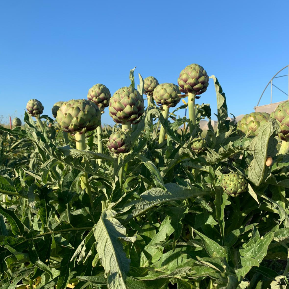 
                      
                        GREEN BELL F1 ARTICHOKE SEEDS | smarties.bio
                      
                    