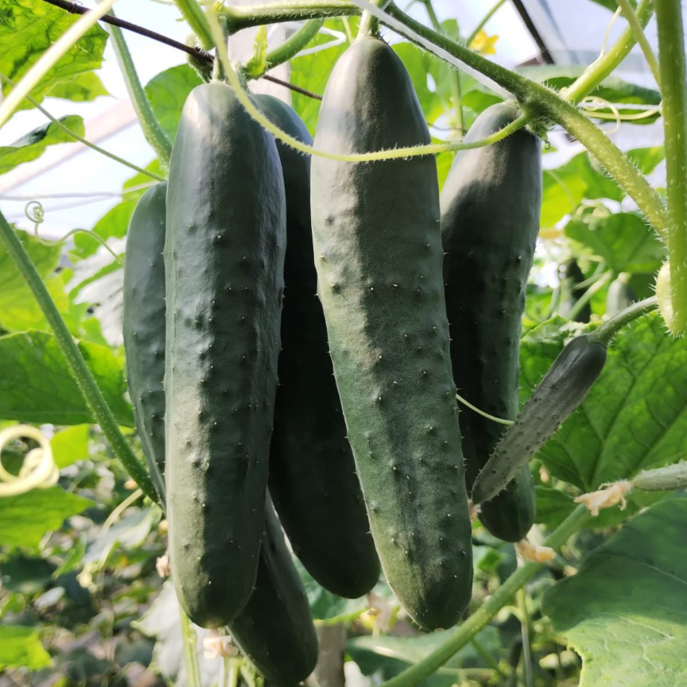 HOLLY F1 CUCUMBER SEEDS | Smarties.bio