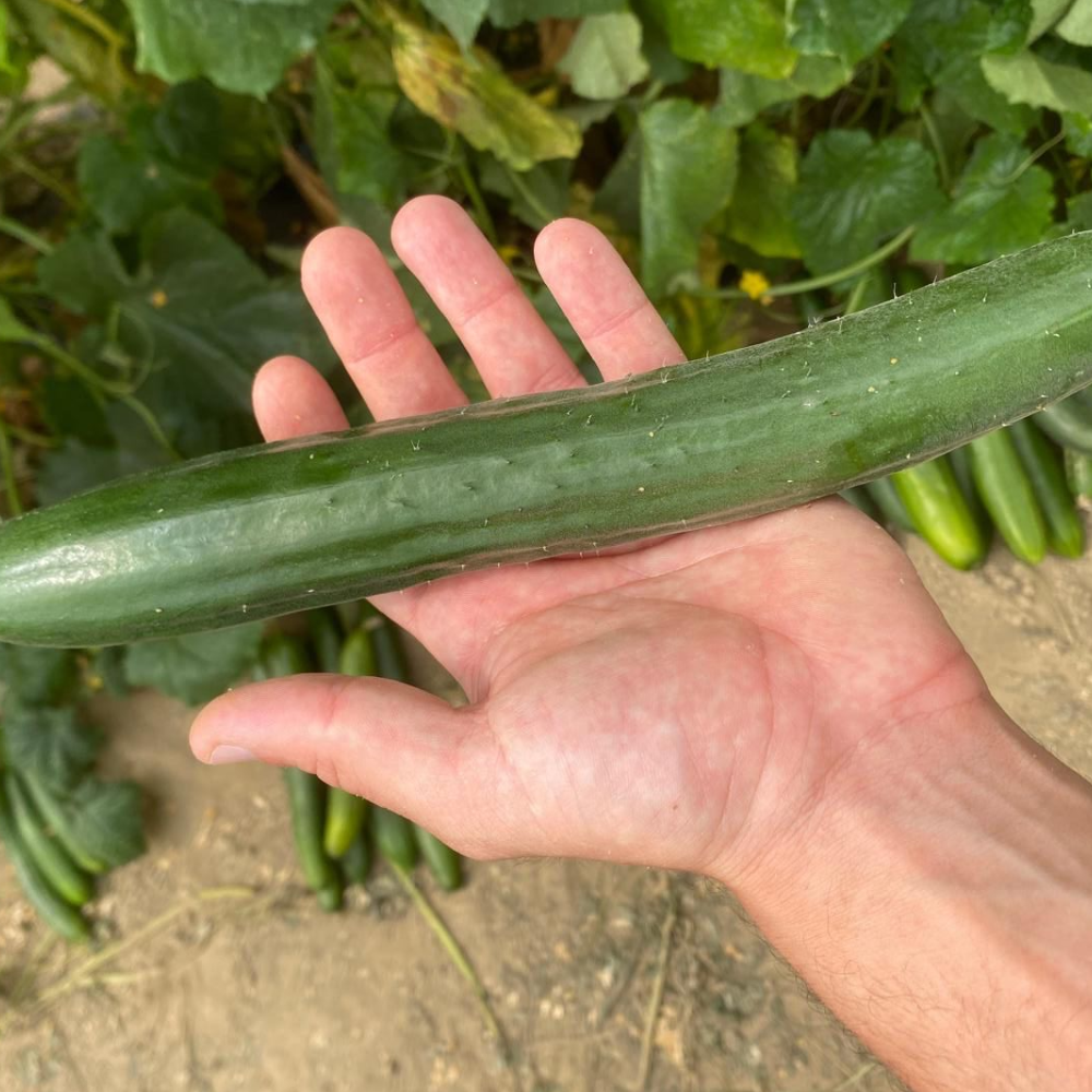 
                      
                        TASTY KING F1 CUCUMBER SEEDS
                      
                    