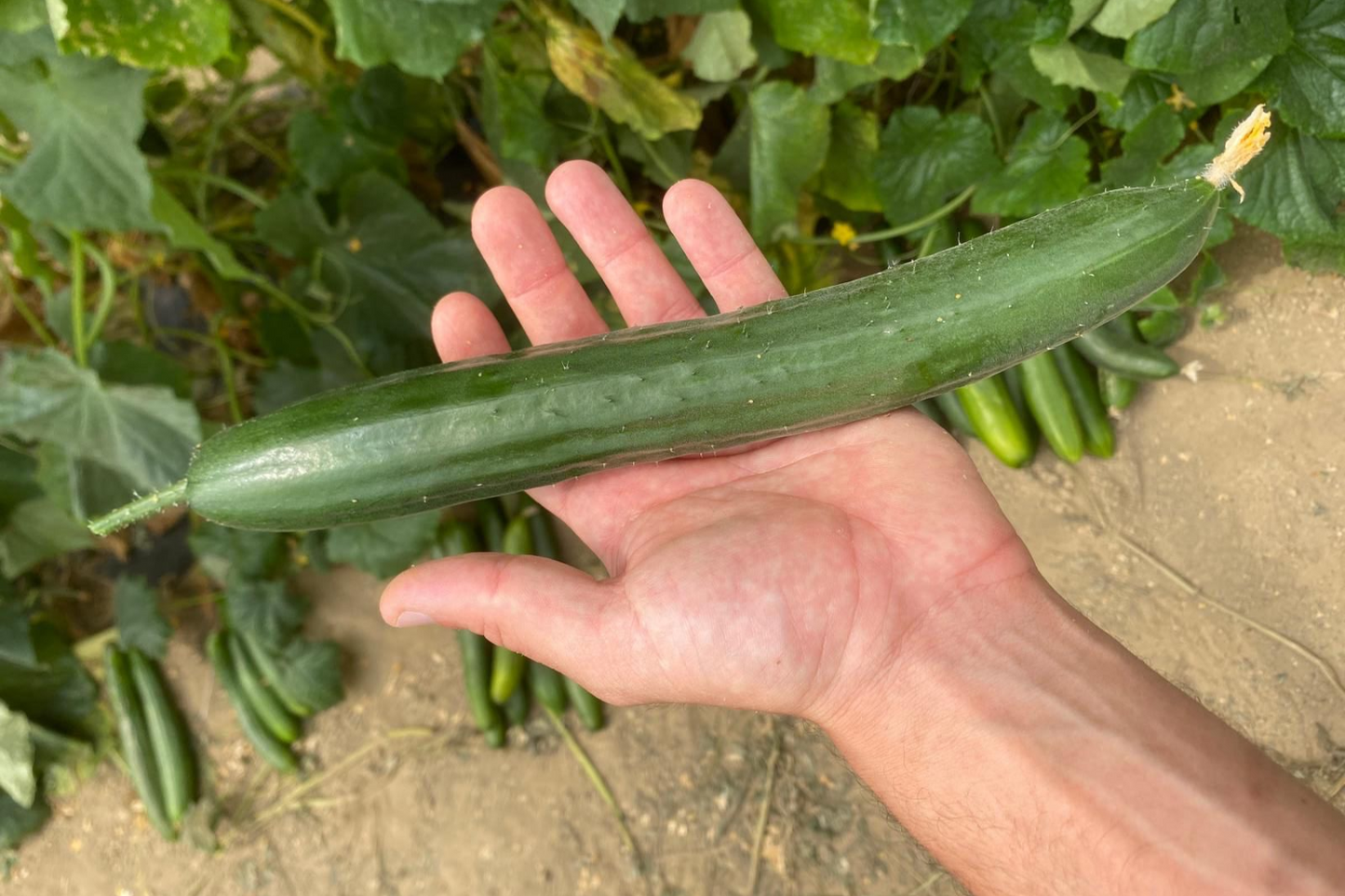 TASTY KING F1 CUCUMBER SEEDS