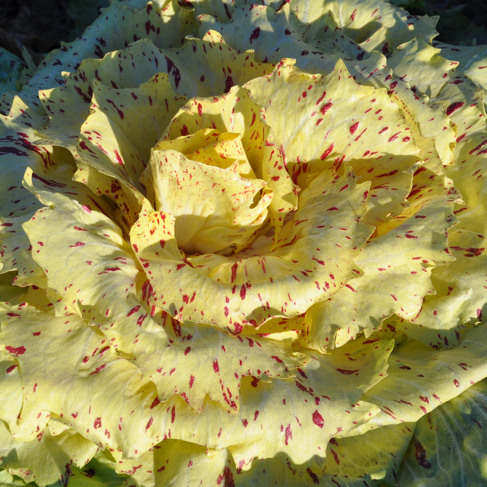 
                      
                        LENTIGGINI CICORIA VARIEGATA DI CASTELFRANCO SEEDS  | smarties.bio
                      
                    