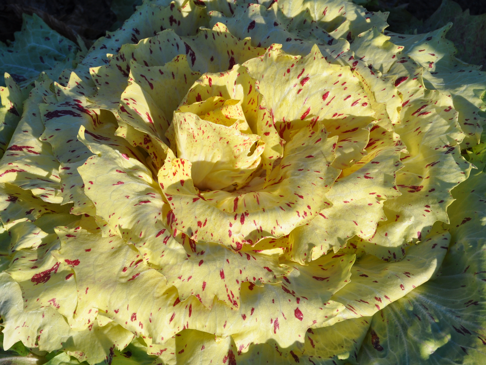 LENTIGGINI CICORIA VARIEGATA DI CASTELFRANCO SEEDS  | smarties.bio