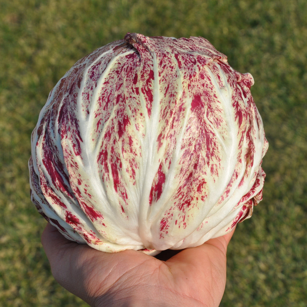 AQUARELLO #SM4.27 RADICCHIO VARIEGATO DI CHIOGGIA SEEDS | smarties.bio