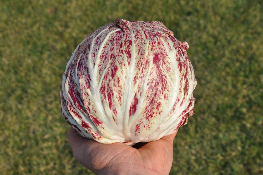 AQUARELLO #SM4.27 RADICCHIO VARIEGATO DI CHIOGGIA SEEDS | smarties.bio