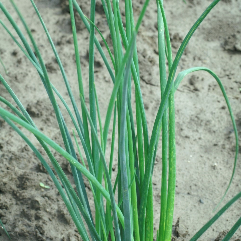 XS330 GARLIC CHIVES SEEDS