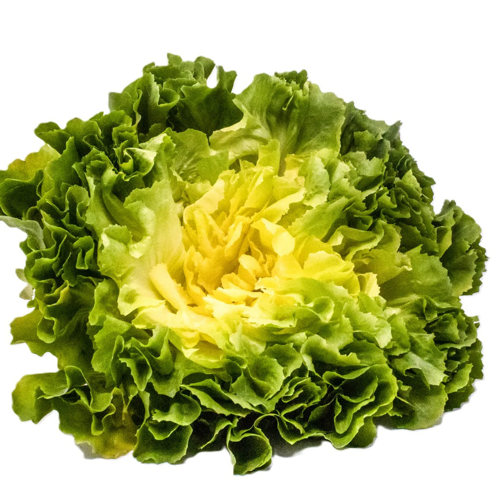 
                      
                        SUPREMA #SM4.37 ESCAROLE SEEDS | smarties.bio
                      
                    