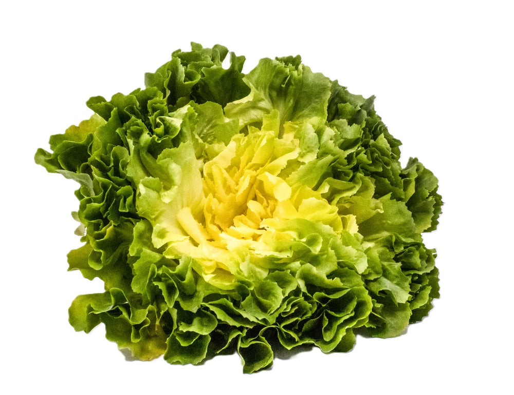 SUPREMA #SM4.37 ESCAROLE SEEDS | smarties.bio