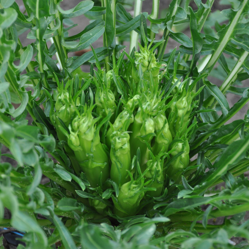 
                      
                        MEDUSA CICORIA CATALOGNA PUNTARELLE DI GALATINA SEED  | smarties.bio
                      
                    