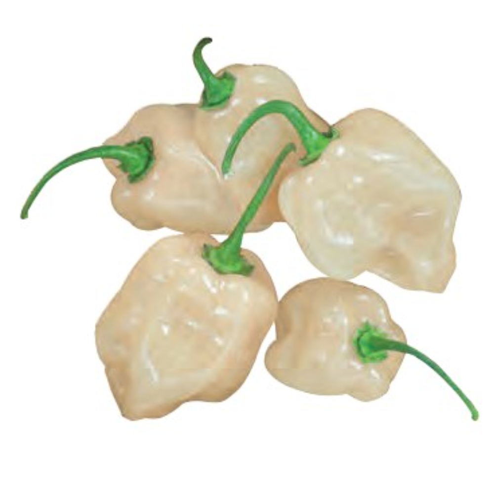 SEMILLAS DE AJÍ HABANERO BLANCO