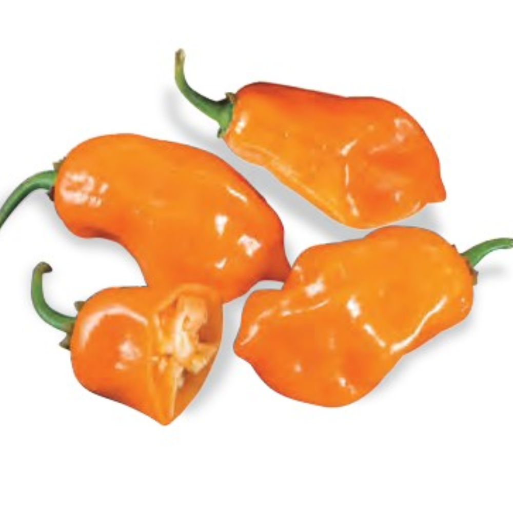 SEMILLAS DE AJÍ HABANERO NARANJA