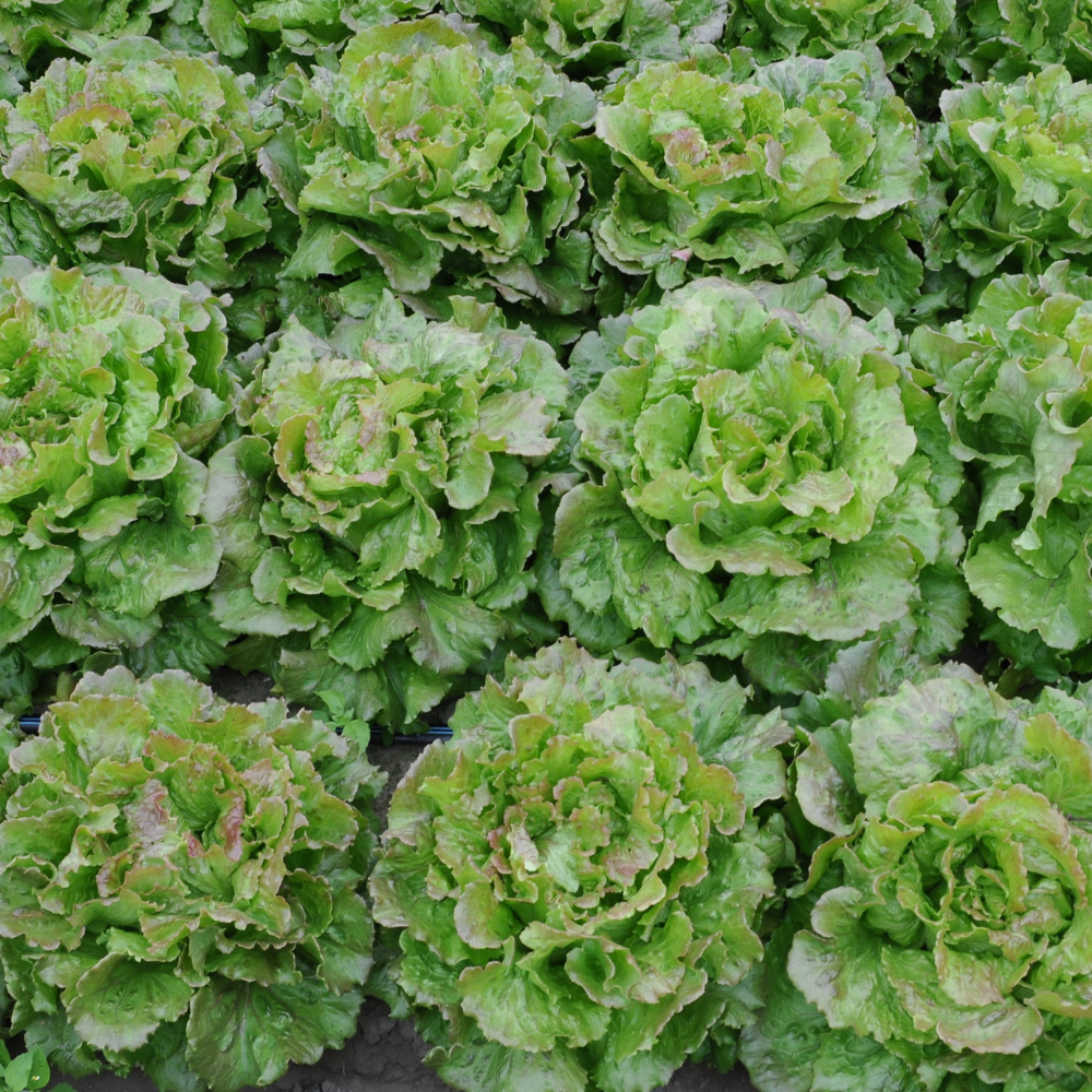 
                      
                        XS292 CANASTA LETTUCE SEEDS | Smarties.bio
                      
                    