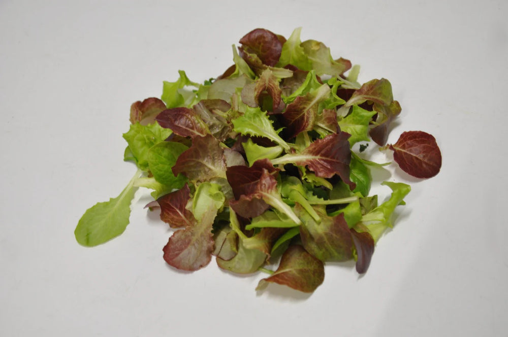 
                      
                        #SM4.76 SPRING MIX BABY LEAF LETTUCE SEEDS | smarties.bio
                      
                    