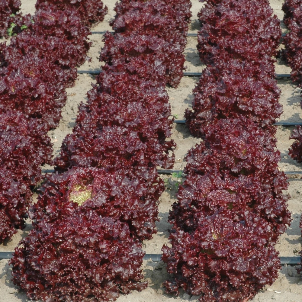 
                      
                        ALBARUBRA RED GENTILE LETTUCE SEEDS | Smarties.bio
                      
                    