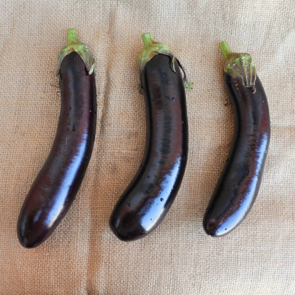 
                      
                        MANESH EGGPLANT SEEDS | Smarties.bio
                      
                    