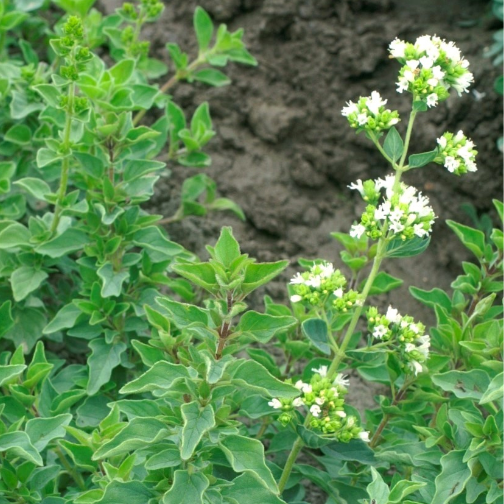 XS322 WHITE FLOWER OREGANO SEEDS | Smarties.bio