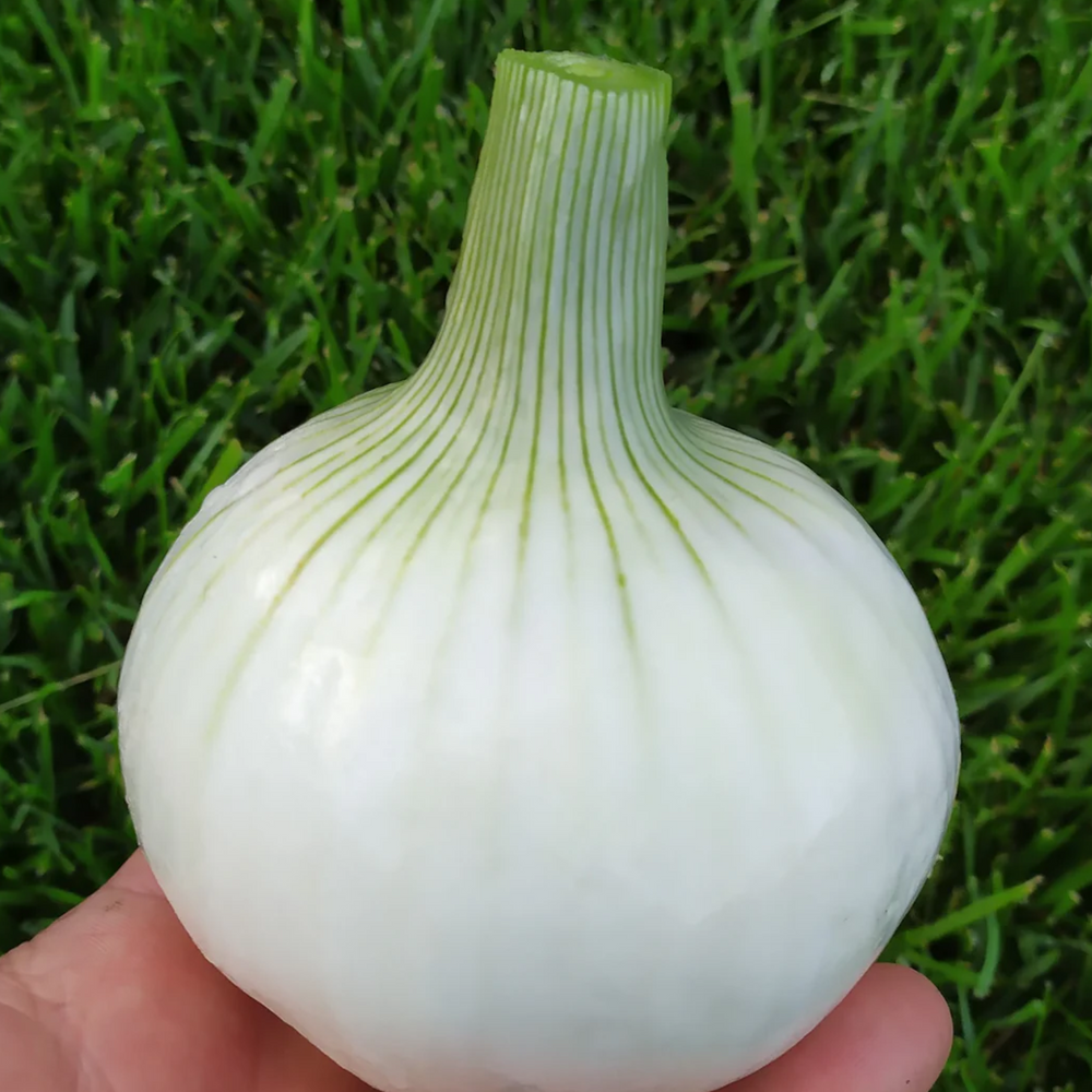 XS303 CIPOLLA TONDA MUSONA BIANCA (WHITE ROUNDED ONION MUSONA) SEEDS | Smarties.bio