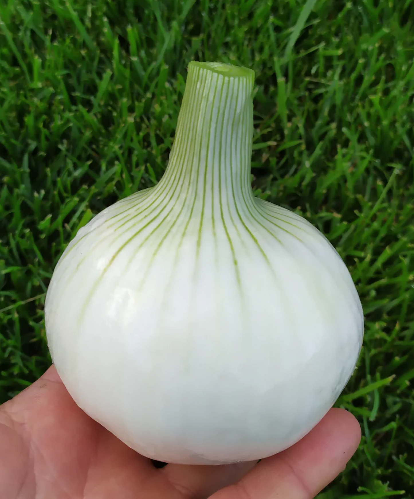 XS303 CIPOLLA TONDA MUSONA BIANCA (WHITE ROUNDED ONION MUSONA) SEEDS | Smarties.bio