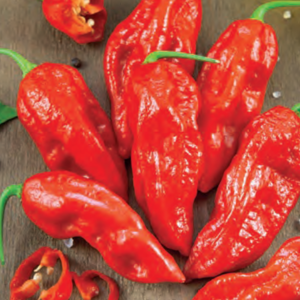 NAGA MORRICH HOT PEPPER SEEDS | Smarties.bio