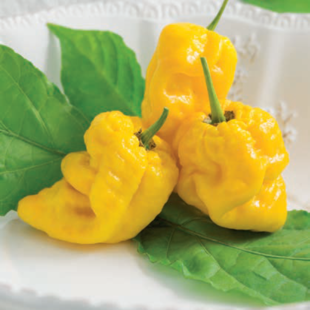 
                      
                        YELLOW SCORPION HOT PEPPER SEEDS | Smarties.bio
                      
                    