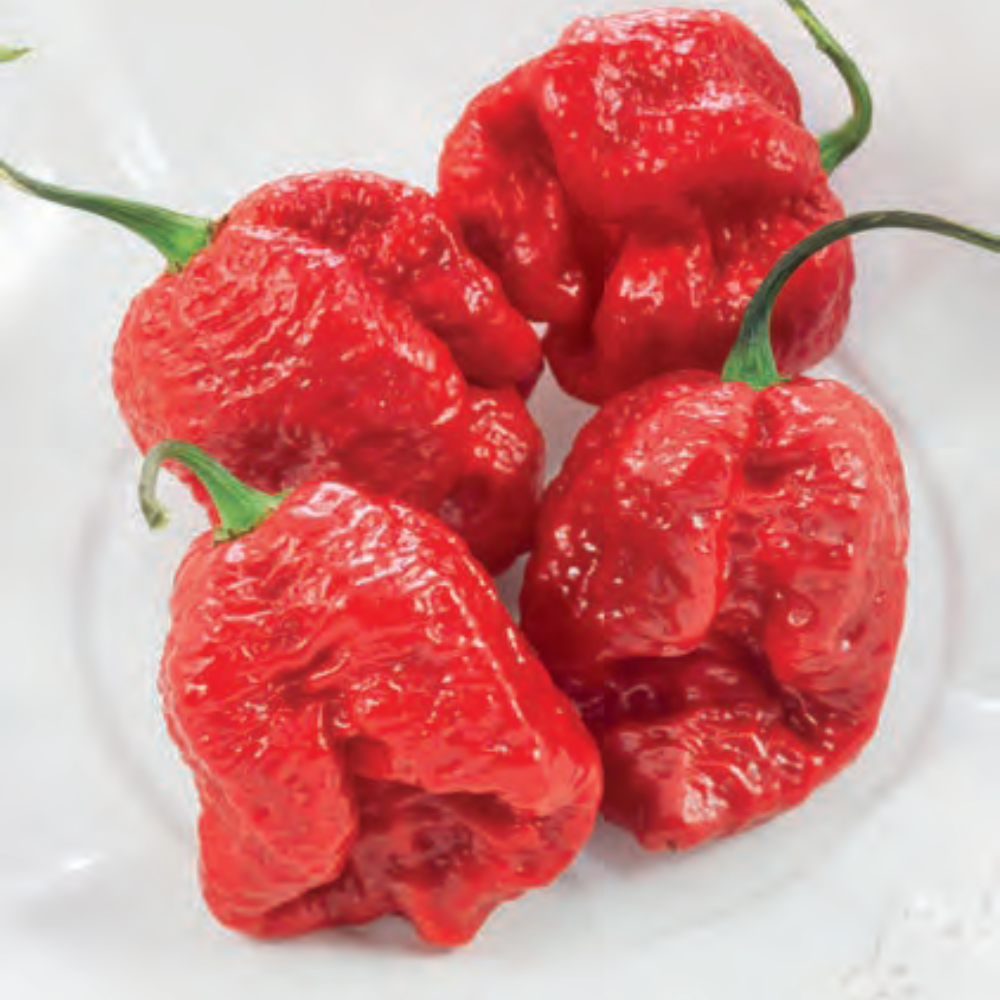 
                      
                        RED SCORPION HOT PEPPER SEEDS | Smarties.bio
                      
                    