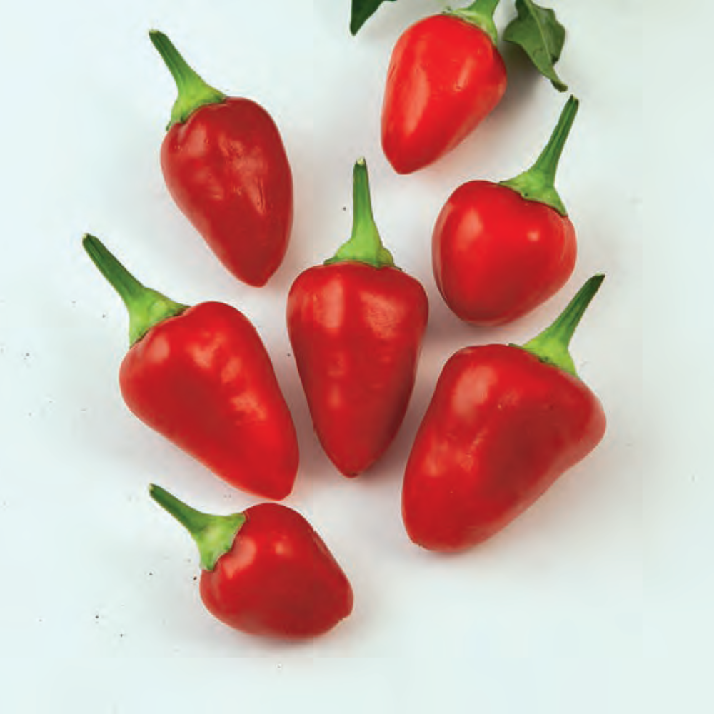 URANUS HOT PEPPER SEEDS | Smarties.bio