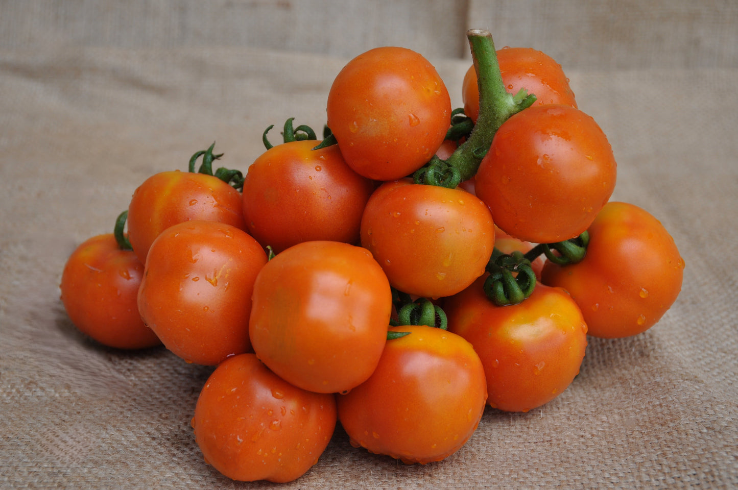 ANNARITA INDETERMINATE TOMATO SEEDS STORING HEIRLOOM TYPE | Smarties.bio