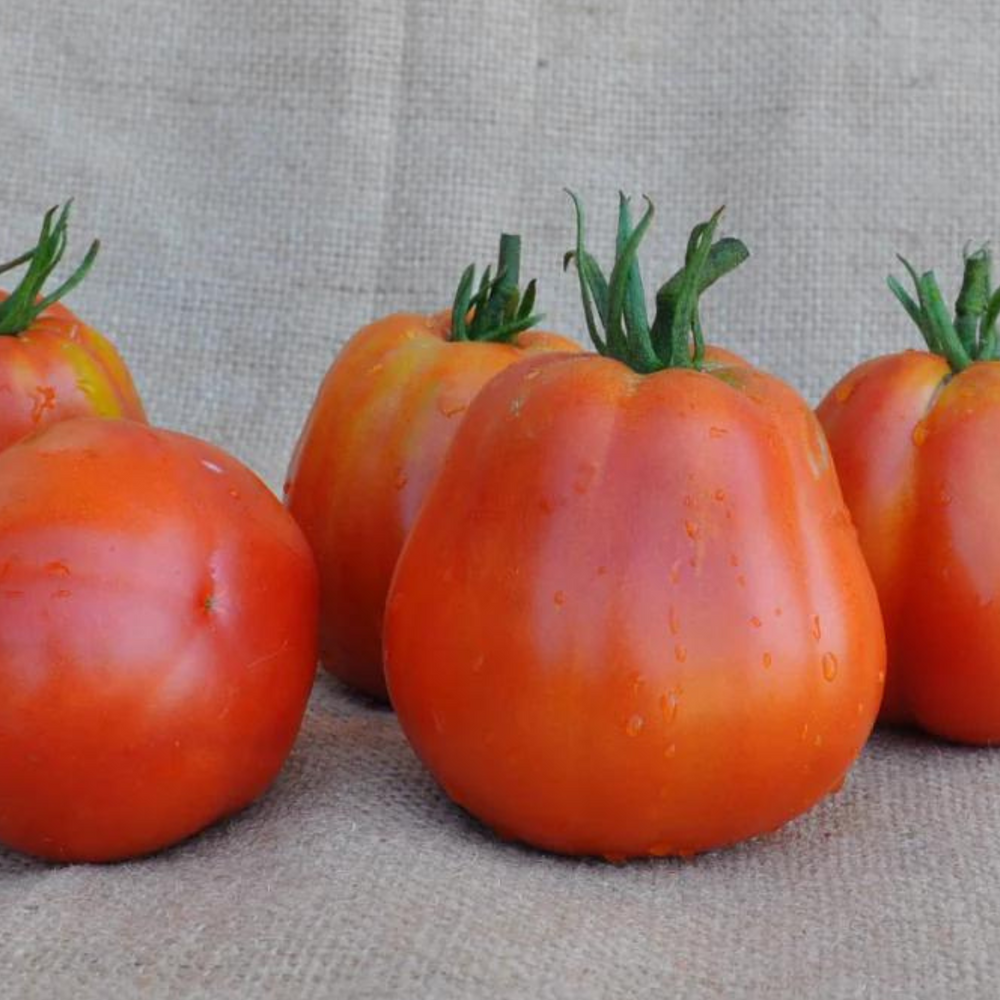 
                      
                        BATTICUORE F1 INDETERMINATE TOMATO SEEDS OXHEART TYPE | smarties.bio
                      
                    