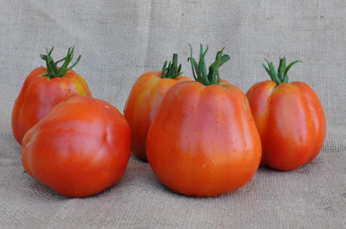 BATTICUORE F1 INDETERMINATE TOMATO SEEDS OXHEART TYPE | smarties.bio