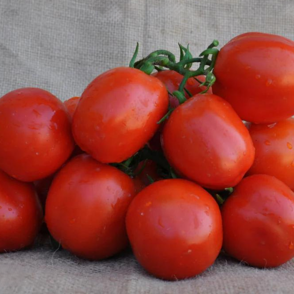 
                      
                        GHETE F1 PROCESSING DETERMINATE TOMATO SEEDS | Smarties.bio
                      
                    