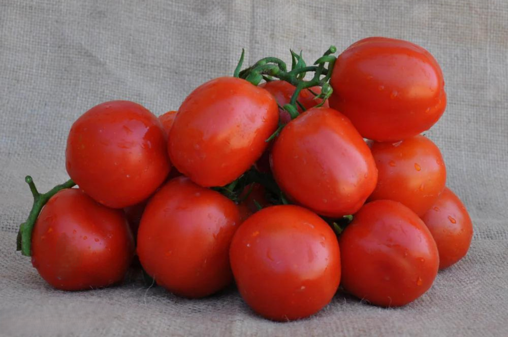 GHETE F1 PROCESSING DETERMINATE TOMATO SEEDS | Smarties.bio