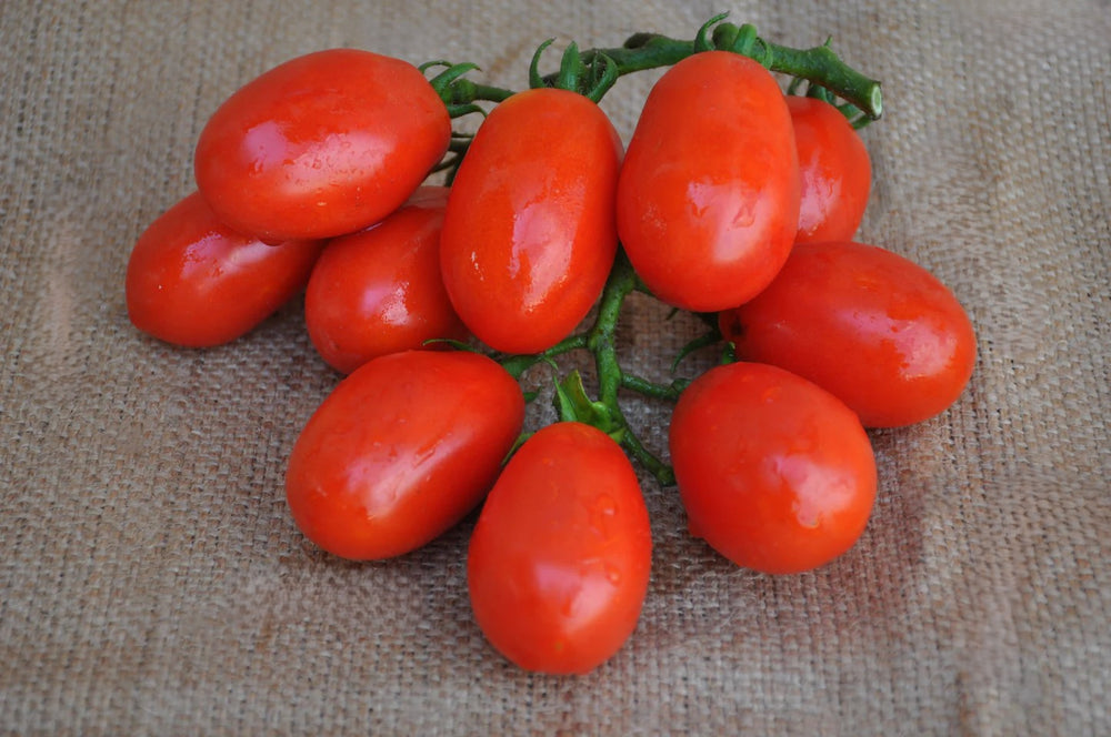 GHETE F1 PROCESSING DETERMINATE TOMATO SEEDS | Smarties.bio