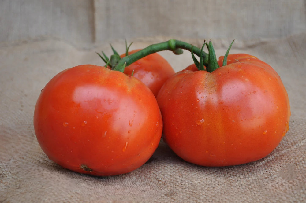 MECENATE F1 INDETERMINATE TOMATO SEEDS BEEFSTEAK TYPE | Smarties.bio