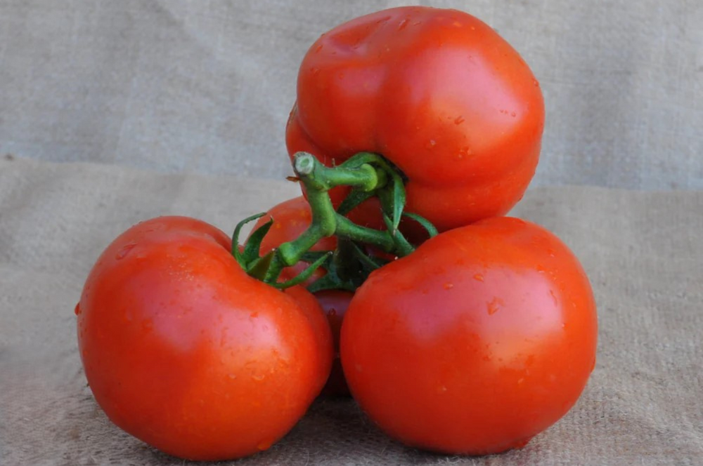 
                      
                        MECENATE F1 INDETERMINATE TOMATO SEEDS BEEFSTEAK TYPE | Smarties.bio
                      
                    