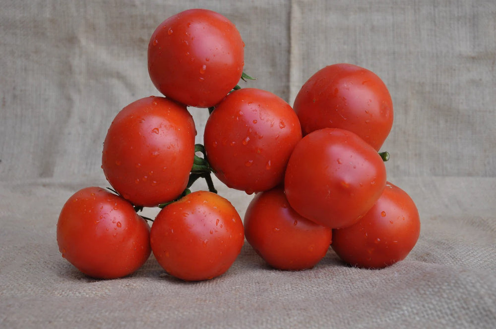 MURALES F1 INDETERMINATE TOMATO SEEDS TRUSS TYPE | Smarties.bio