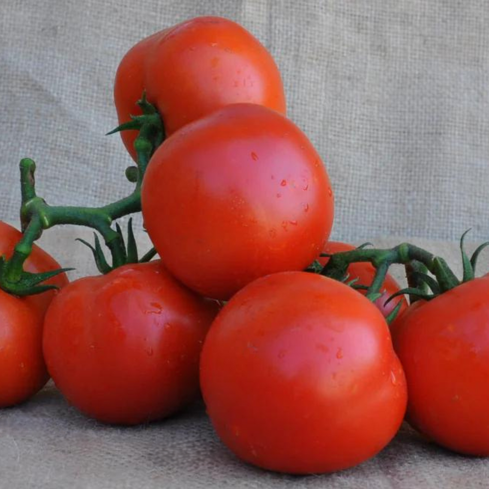 MURALES F1 INDETERMINATE TOMATO SEEDS TRUSS TYPE | Smarties.bio