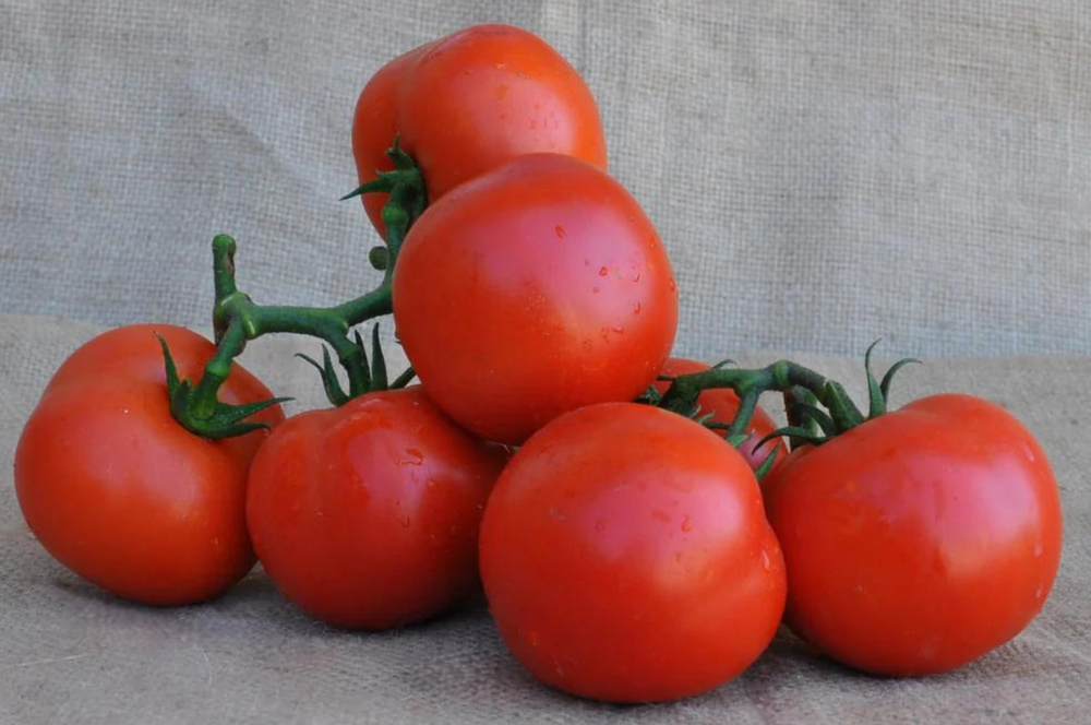 MURALES F1 INDETERMINATE TOMATO SEEDS TRUSS TYPE | Smarties.bio