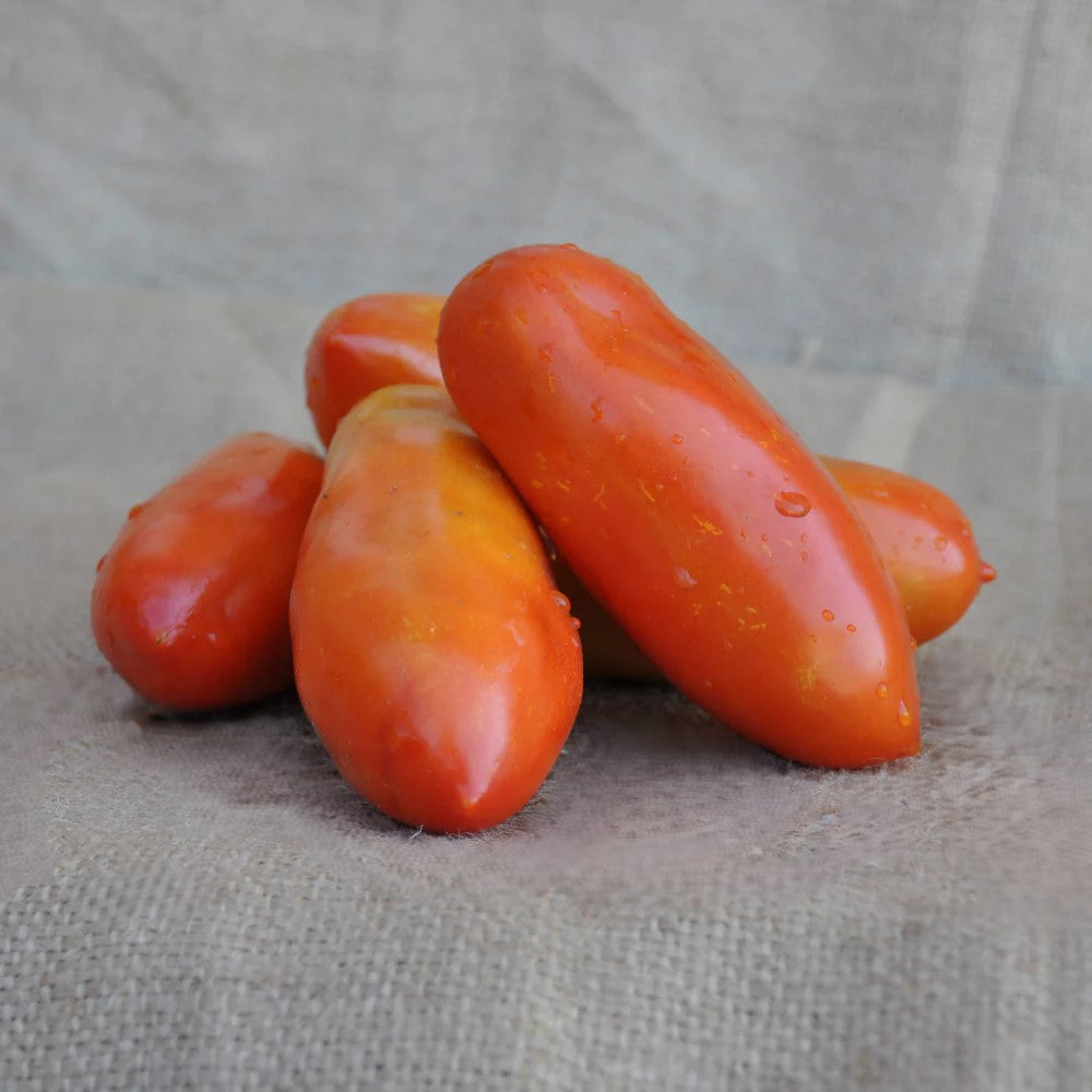 ONORIO F1 INDETERMINATE TOMATO SEEDS SAN MARZANO TYPE | Smarties.bio