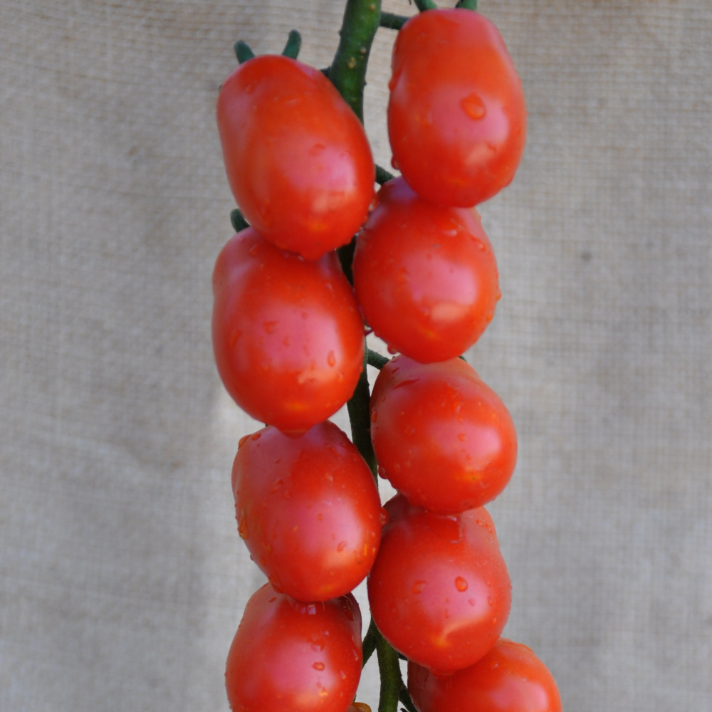 PALMEZIO F1 INDETERMINATE TOMATO SEEDS MINI PLUM TYPE | Smarties.bio