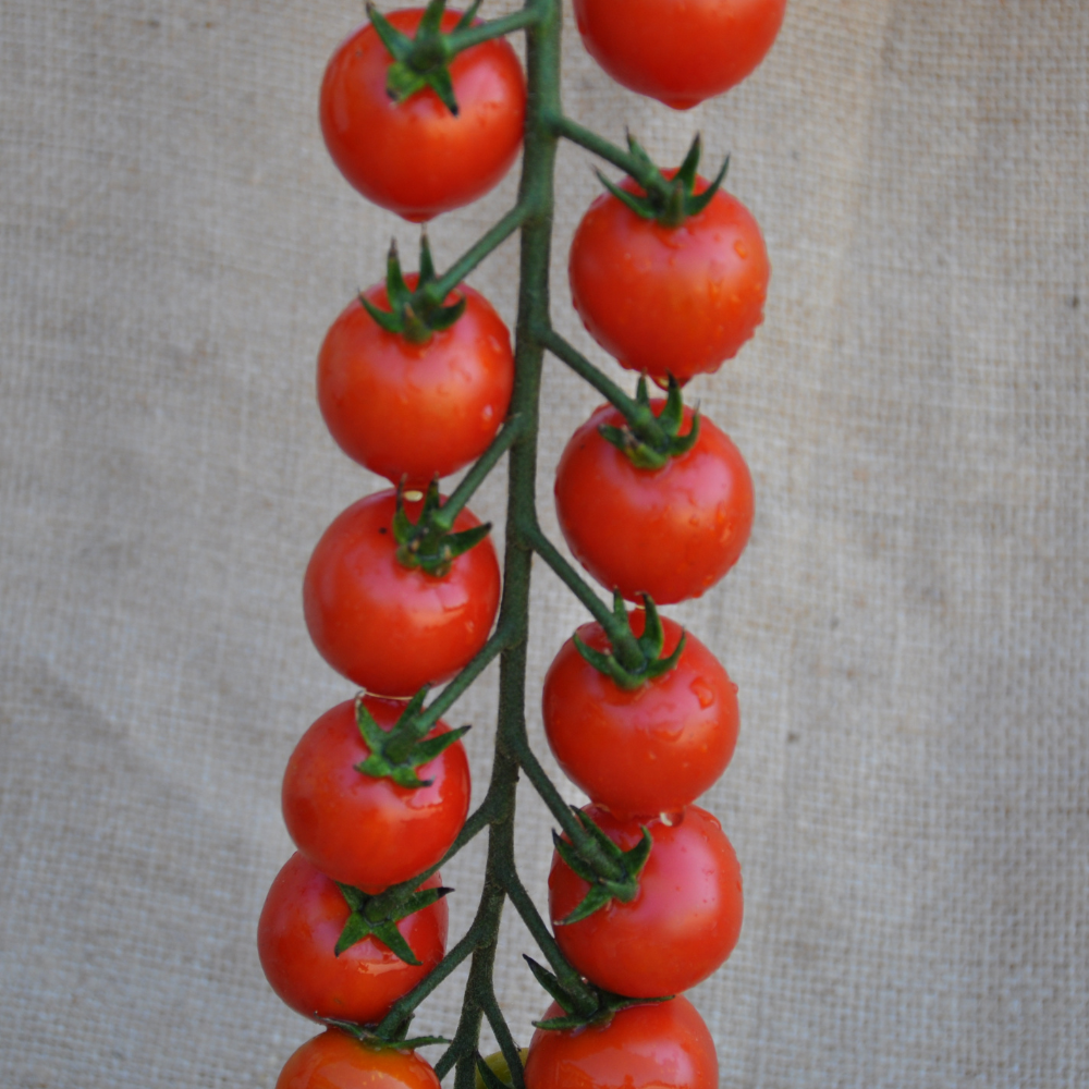 
                      
                        PINTURILLO F1 INDETERMINATE TOMATO SEEDS CHERRY TYPE | Smarties.bio
                      
                    