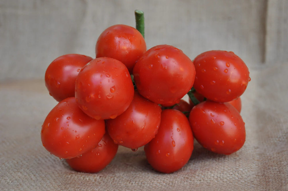 USKO F1 INDETERMINATE TOMATO SEEDS PICCADILLY TYPE | Smarties.bio