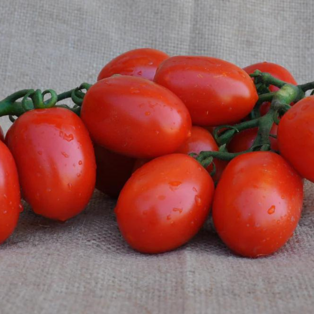 
                      
                        USKO F1 INDETERMINATE TOMATO SEEDS PICCADILLY TYPE | Smarties.bio
                      
                    