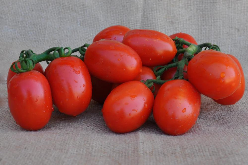 USKO F1 INDETERMINATE TOMATO SEEDS PICCADILLY TYPE | Smarties.bio