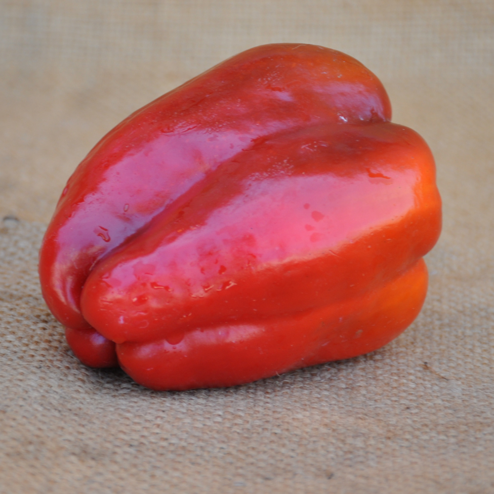 SWEET PEPPER ARNOLD SEEDS | Smarties.bio