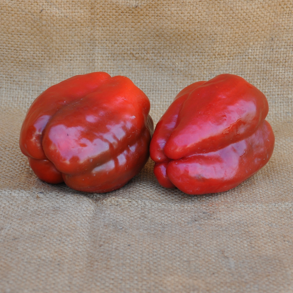 
                      
                        SWEET PEPPER ARNOLD SEEDS | Smarties.bio
                      
                    