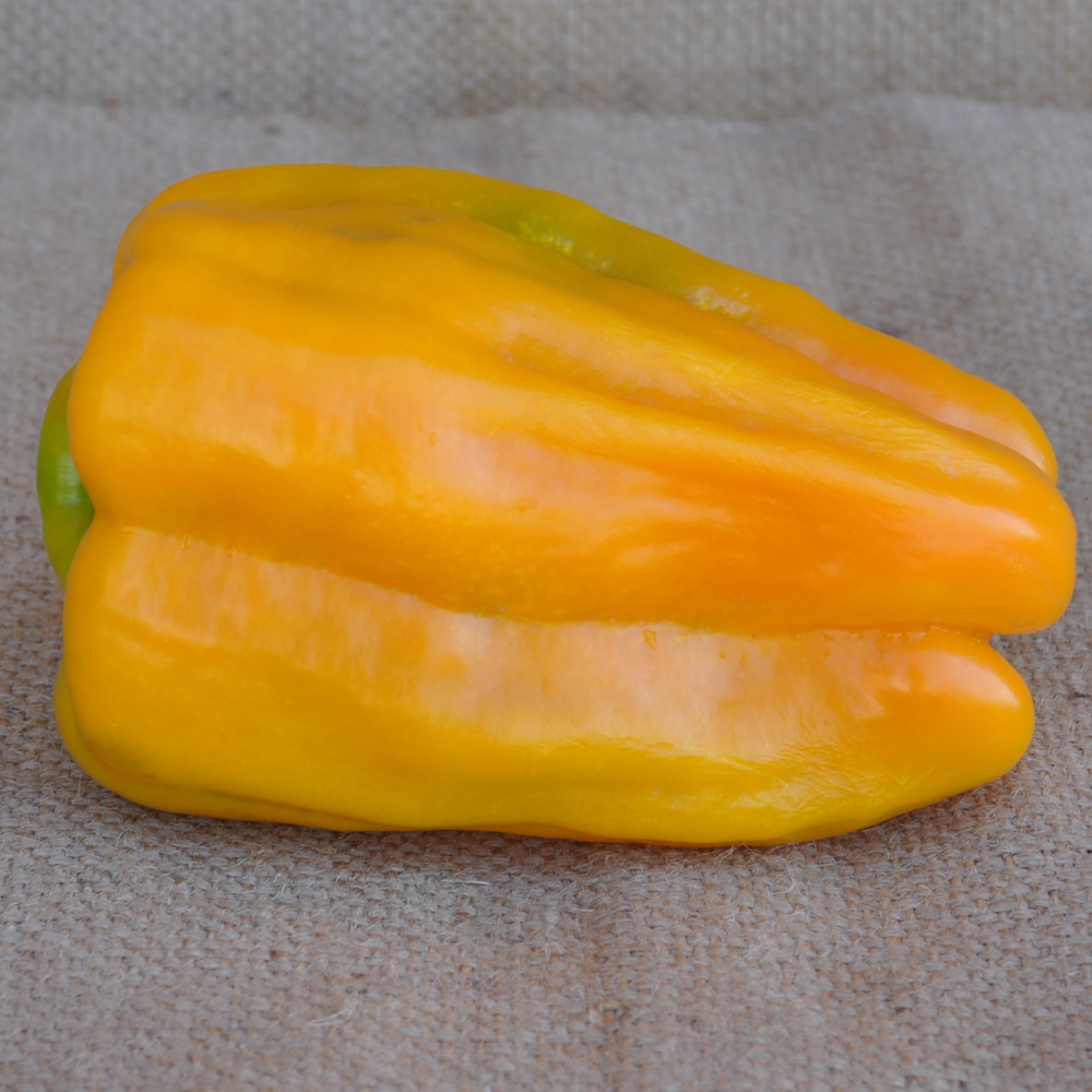 
                      
                        SWEET PEPPER BENNI SEEDS | Smarties.bio
                      
                    