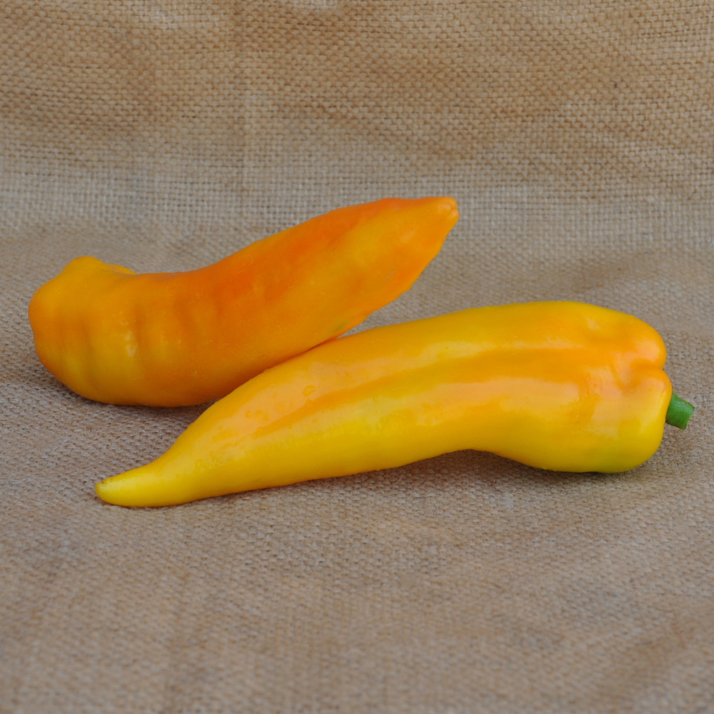 SWEET PEPPER CORNO GIALLO SEEDS | Smarties.bio